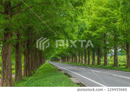 滋賀縣高島市牧野町一排水杉 129455660