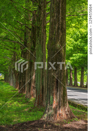 A row of Metasequoias trees, Makino Town, Takashima City, Shiga Prefecture A row of Metasequoias trees, Makino Town, Takashima City, Shiga Prefecture 129455664