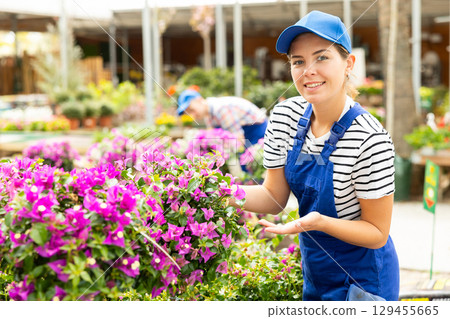 Female garden store employee puts in order showcase with climbing outdoor plants Bougainvillea Female garden store employee puts in order showcase with climbing outdoor plants Bougainvillea 129455665
