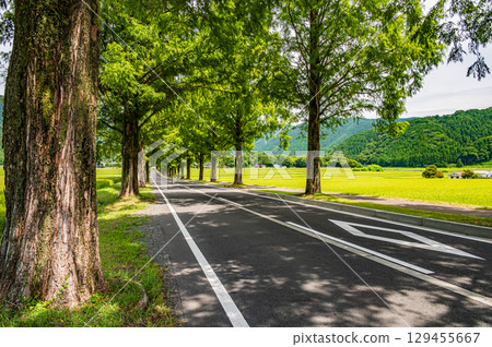 滋賀縣高島市牧野町一排水杉 129455667