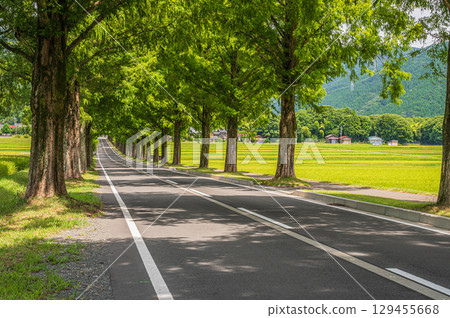 A row of Metasequoias trees, Makino Town, Takashima City, Shiga Prefecture 129455668