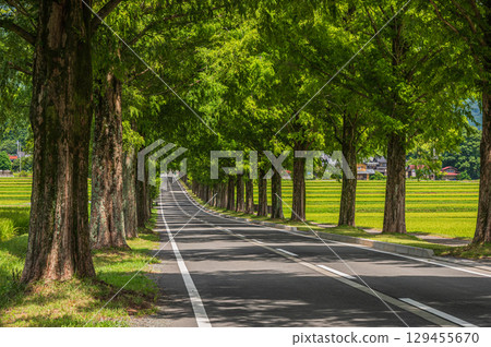 滋賀縣高島市牧野町一排水杉 129455670