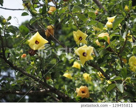 Hamabou with many yellow flowers and buds Hamabou with many yellow flowers and buds 129455811