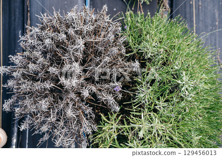 Top-down view of two lavender bushes side by side showing clear signs of dieback and healthy growth in contrast. Plant disease, agricultural risk management, crop disease, farm health monitoring... 129456013
