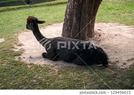 Rear view of a dark brown shorn alpaca lying on sunlit dirt and grass in a rural farm setting. Alpaca wool, natural fibers, sustainable fashion, ethical textile production 129456015