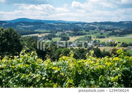 Vineyard view overlooking a rural landscape of rolling hills and scattered houses. Wine tourism, agritourism, eco-luxury retreats, rural regeneration Vineyard view overlooking a rural landscape of rolling hills and scattered houses. Wine tourism, agritourism, eco-luxury retreats, rural regeneration 129456024