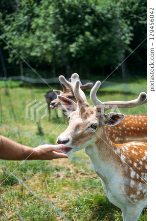 Close-up of a fallow deer being gently fed by a human hand through a fence in a grassy enclosure. Ethical wildlife interaction, animal empathy, mindful tourism, human-animal bond 129456042