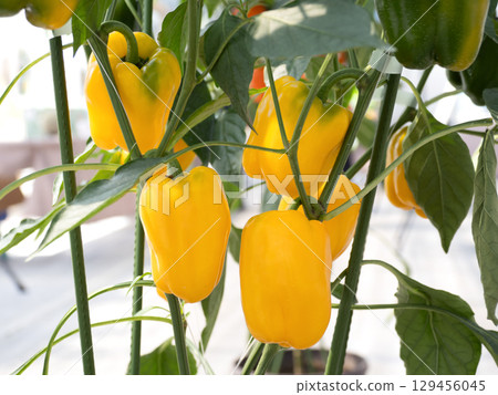 Growing colorful peppers in pots 129456045