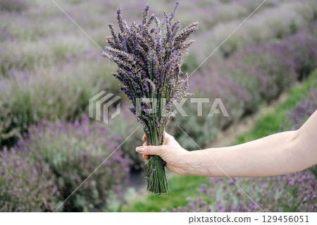 A hand holds a fresh bouquet of lavender over a field of blooming plants. Botanical origin, lavender sourcing, ingredient transparency, farm-based wellness. 129456051