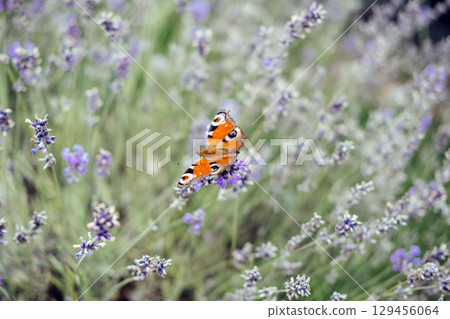 A vibrant orange butterfly with eye-like wing patterns sits delicately on blooming lavender in a soft-focus field. Mindful observation, sensory calm, visual therapy, eco-meditation... 129456064