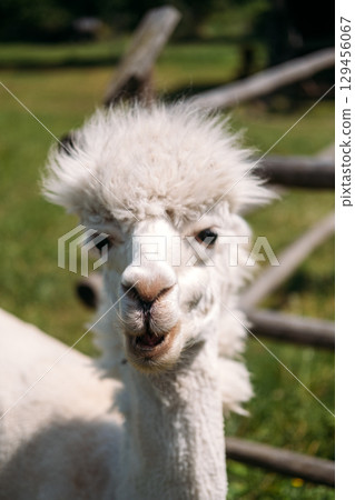 Close-up of a white alpaca with fluffy fur in a wooden-fenced pasture under bright sunlight. Farm animals for kids, nature education, rural animal learning, child-friendly visuals 129456067