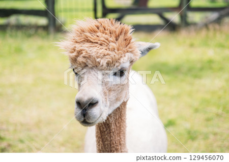 Extreme close-up of a white alpacas face with soft fur and calm expression in an outdoor farm setting. Sustainable fashion, biodegradable textiles, natural fibers, low-impact farming Extreme close-up of a white alpacas face with soft fur and calm expression in an outdoor farm setting. Sustainable fashion, biodegradable textiles, natural fibers, low-impact farming 129456070