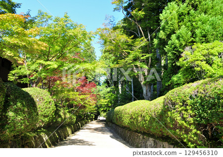 Snake Road (Koyasan Danjogaran) [Koya Town, Wakayama Prefecture] 129456310