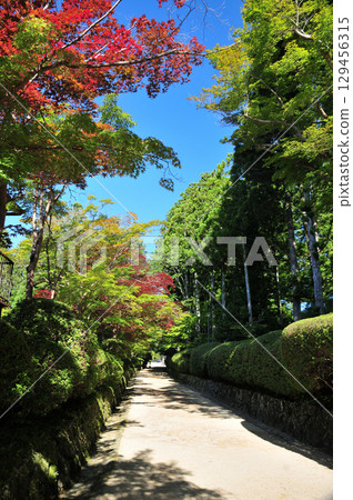 Snake Road (Koyasan Danjogaran) [Koya Town, Wakayama Prefecture] 129456315