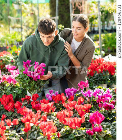 Couple man and woman choosing cyclamen in flower shop Couple man and woman choosing cyclamen in flower shop 129456331