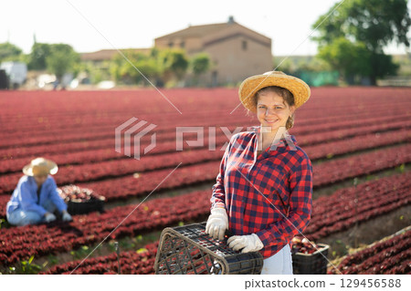 Smiling woman gardener with crate on red lettuce field Smiling woman gardener with crate on red lettuce field 129456588