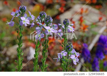 龍膽婆婆納（小藍） 129456685