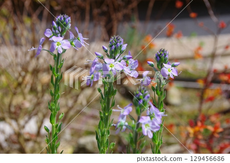 龍膽婆婆納（小藍） 129456686