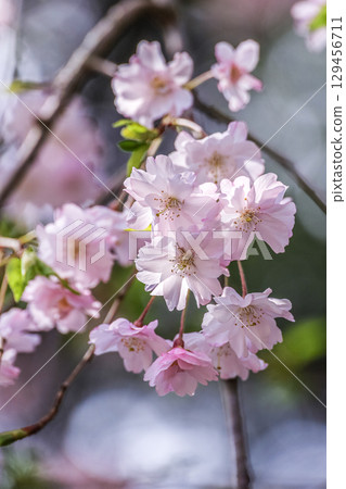 櫻花樹枝 129456711