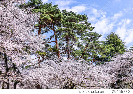 Cherry blossoms and pine trees in full bloom at Omiya Park 129456720