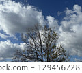 Winter blue sky, white clouds and trees 129456728