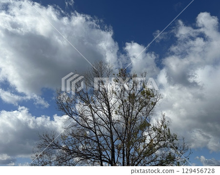 冬日藍天、白雲和樹木 冬日藍天、白雲和樹木 129456728