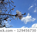 Sakura that shines in the blue sky 129456730