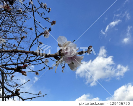 Sakura that shines in the blue sky Sakura that shines in the blue sky 129456730
