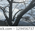 Snow on a tree branch 129456737
