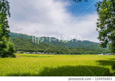 滋賀縣高島市牧野町的夏日田園風光 129456801