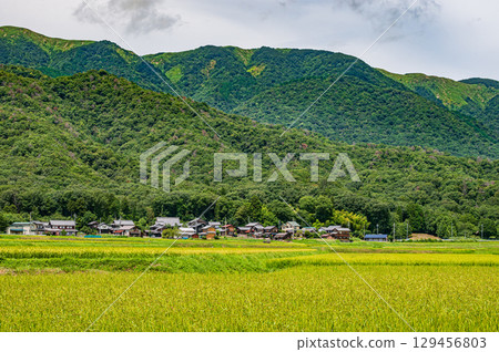 滋賀縣高島市牧野町寧靜的田園風光 129456803