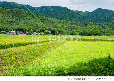滋賀縣高島市牧野町寧靜的田園風光 129456807