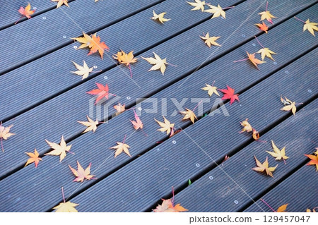 久屋大通花園 Floralie 涼亭地板上落下的秋葉 129457047