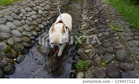 French bulldog playing in a cold waterway French bulldog playing in a cold waterway 129457122