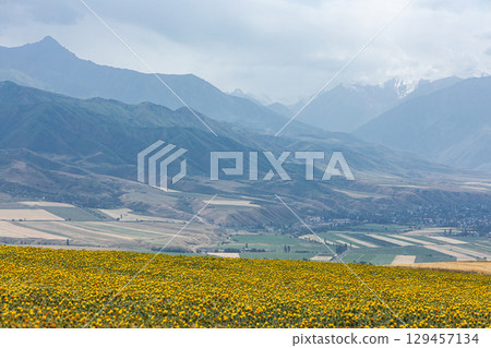 Field of yellow flowers in countryside. Mountains, natural background. 129457134