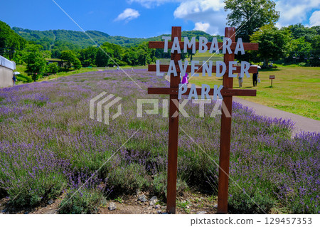 Tanbara薰衣草公園 129457353