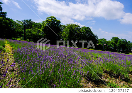 提拉和薰衣草 129457357