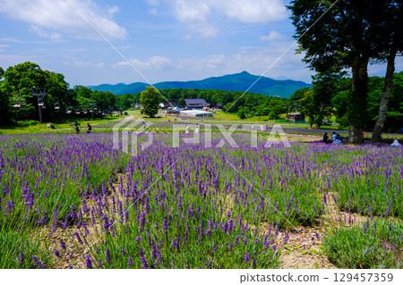 Summer Lavender Park 129457359