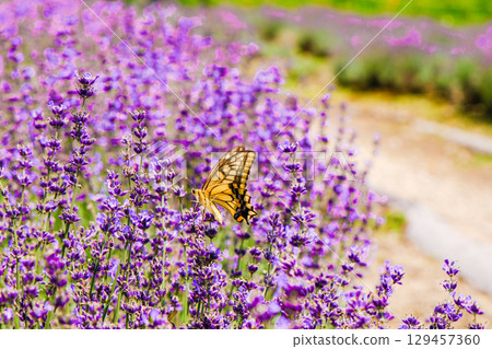 Lavender and swallowtail butterfly Lavender and swallowtail butterfly 129457360