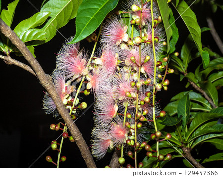 巴林頓屬（鹿兒島縣奄美大島） 129457366