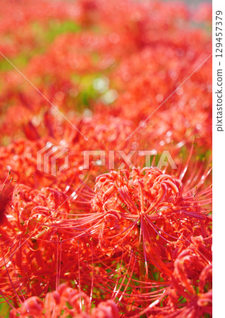 Cluster amaryllis in full bloom Cluster amaryllis in full bloom 129457379