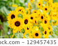 Sunflower Row 2 129457435