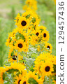 row of sunflowers 129457436