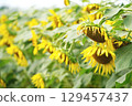 Sunflower withered 129457437
