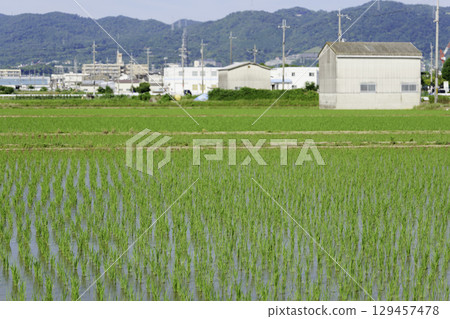 藍天和米領域風景 129457478