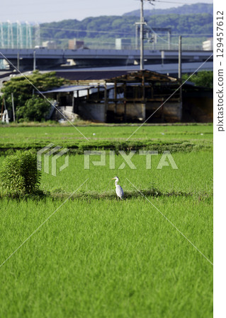 Scenery of rice growing in a rice field in summer, white heron Scenery of rice growing in a rice field in summer, white heron 129457612