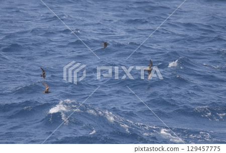 Oston's Storm-petrels flying in a flock 129457775