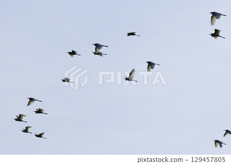 Egrets flying in the sky Egrets flying in the sky 129457805