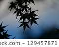 blue maple silhouette 129457871