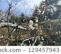 white plum blossom 129457943